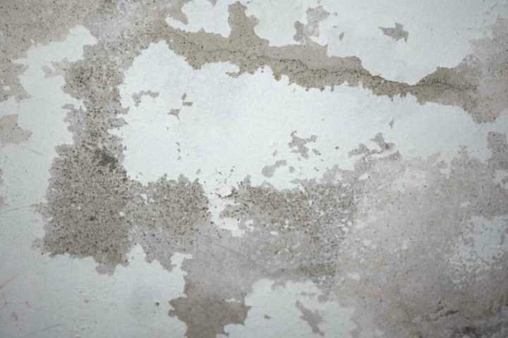 Gypsum Tahan Jamur: Solusi Plafon dan Dinding Lebih Sehat & Tahan Lama